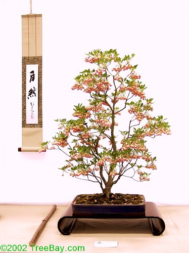 sm_20020421Kusamura 108_adj.jpg